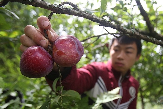 Mận là một trong những cây trồng mang lại giá trị kinh tế cao cho các thành viên HTX.