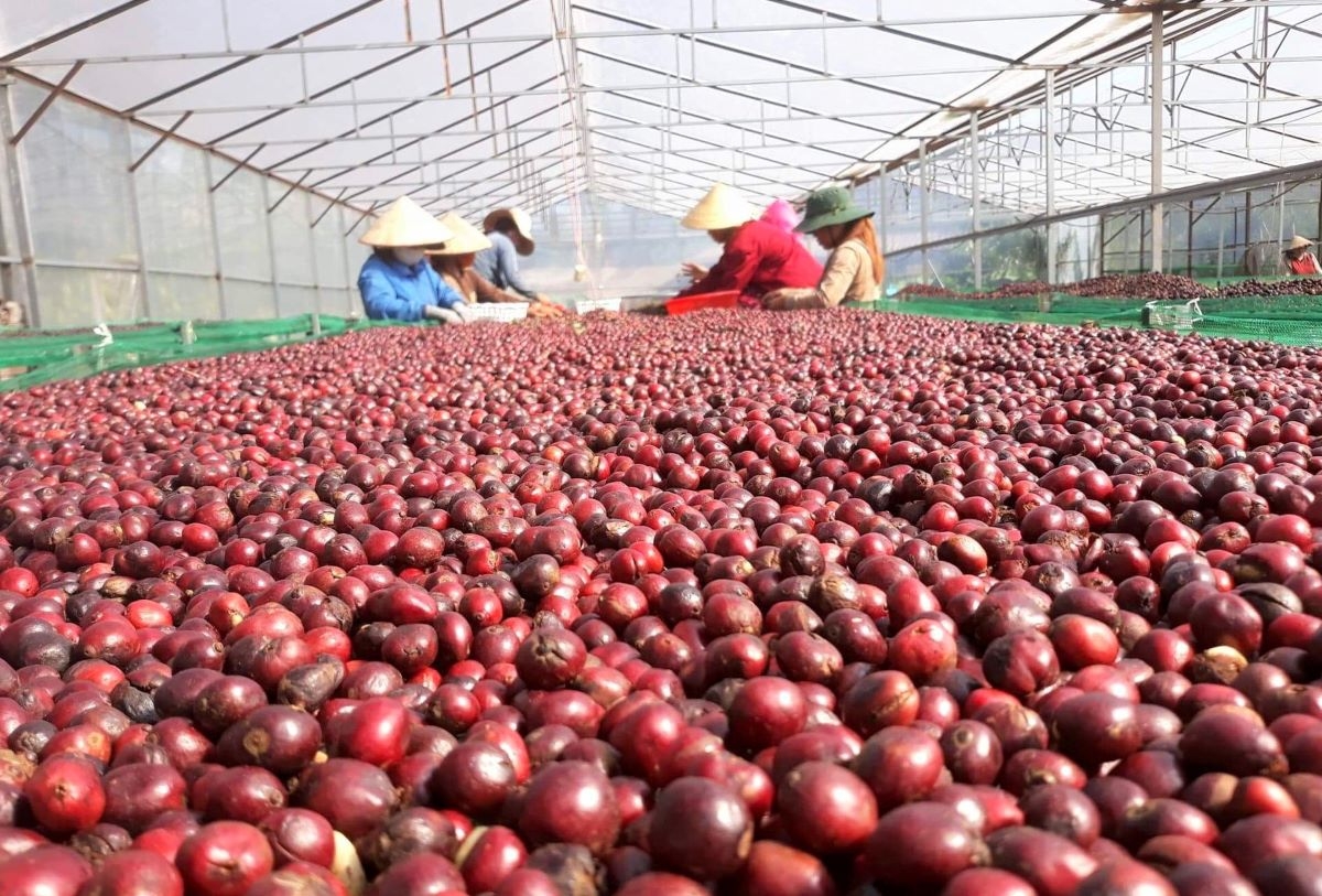 Giá cà phê trong nước biến động liên tục theo giá thị trường thế giới (Ảnh Int)
