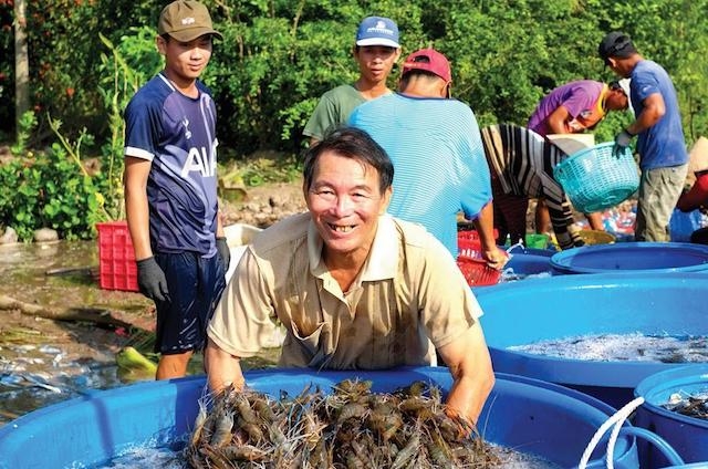 Người dân Gò Quao thu hoạch tôm càng xanh trên ruộng lúa.