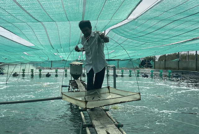 Mô hình nuôi tôm công nghệ cao ở Cần Giờ (ảnh:TL)