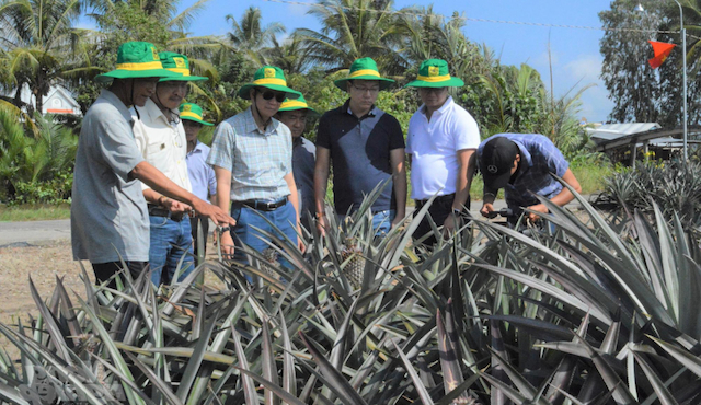 Gò Quao chú trọng đào tạo những nghề trồng trọt cây trồng mới thích ứng với xâm nhập mặn.