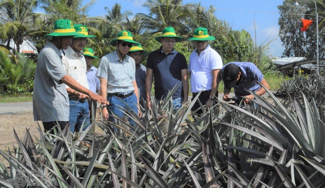 Gò Quao chú trọng đào tạo những nghề trồng trọt cây trồng mới thích ứng với xâm nhập mặn.