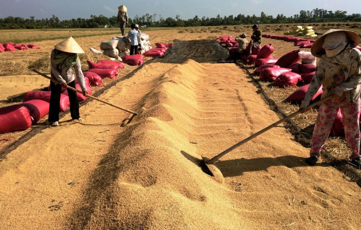 Giá lúa gạo đã chững lại sau khi giảm mạnh vào hôm qua (Ảnh Int)