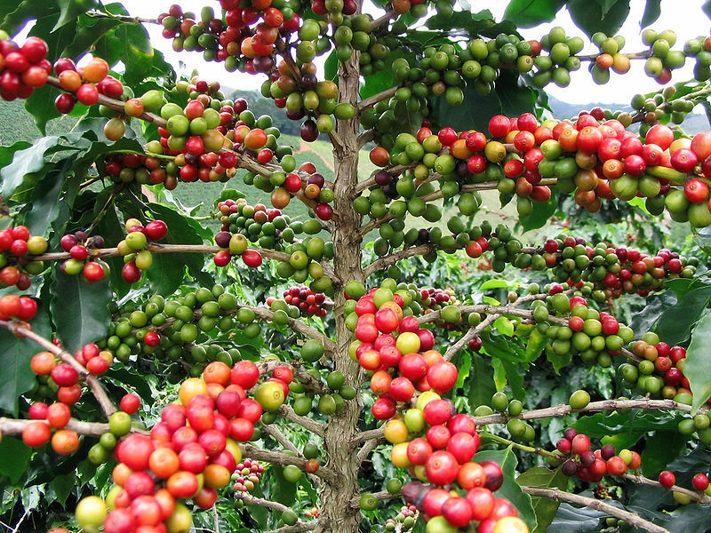 Giá cà phê robusta trên sàn London giao tháng 11/2020 tăng 10 USD/tấn (mức tăng 0,7%), hiện giao dịch ở mức 1.433 USD/tấn.