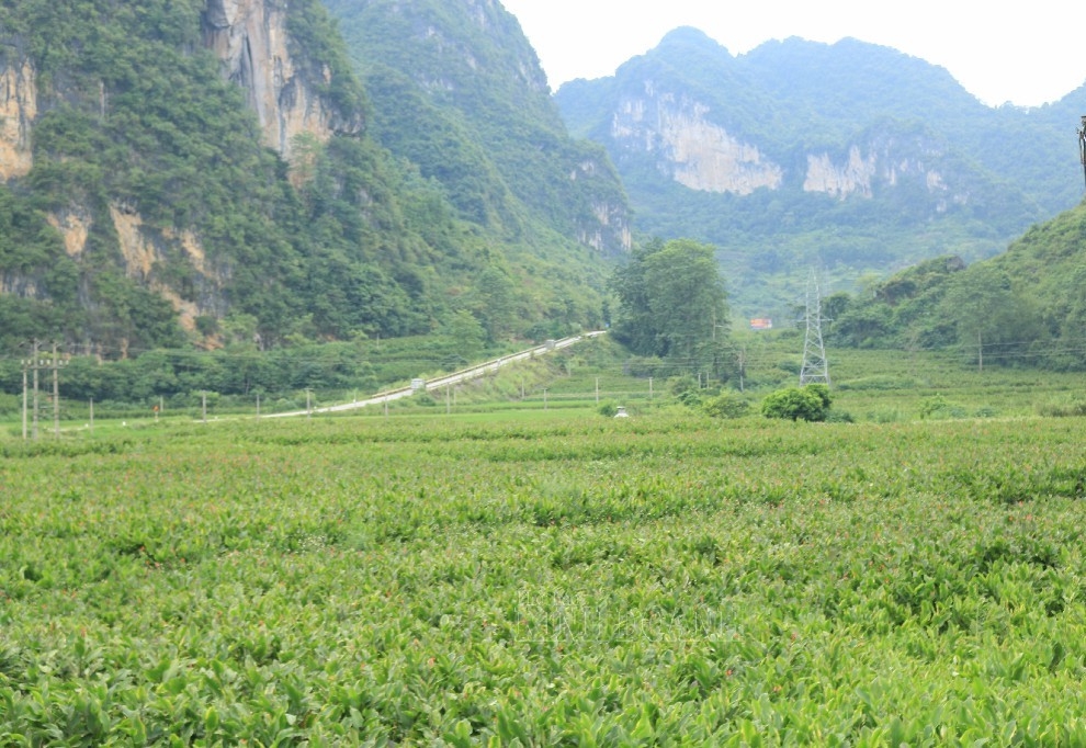 Những ruộng dong riềng xanh mướt, trải dài dưới chân đồi.