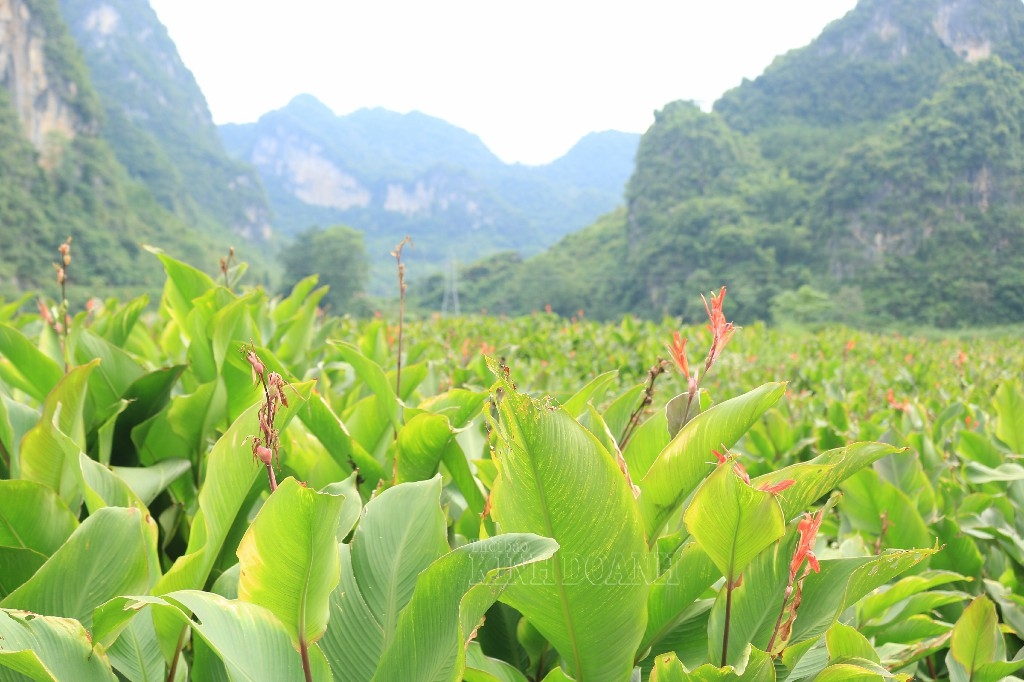 Sản lượng dong riềng đạt trung bình 80 tấn/ha/năm.