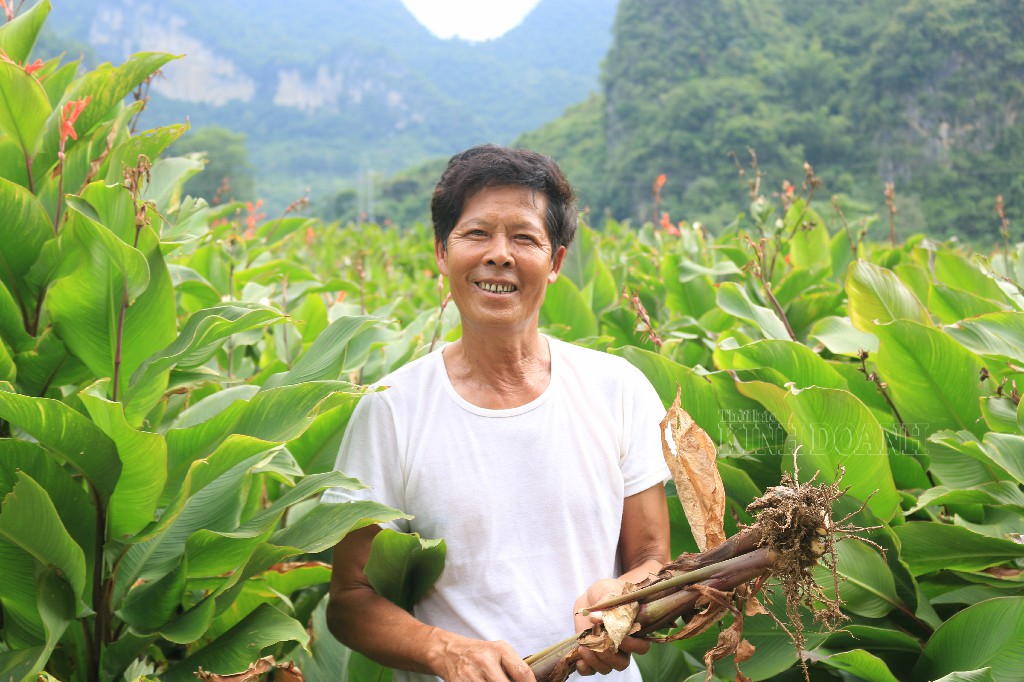 Ông Nông Văn Lưu cho biết dong đã bắt đầu có củ, 2 tháng nữa có thể thu hoạch.