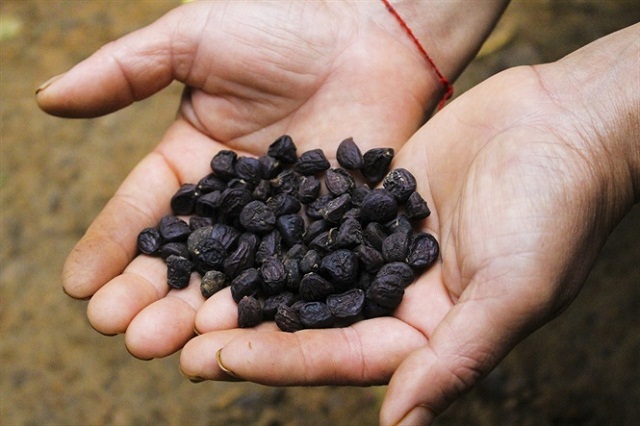 Hạt dổi đã thành sản phẩm đặc trưng của xã Chí Đạo và giúp người dân nâng cao thu nhập.