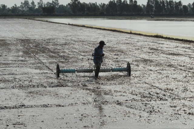 Sạ thưa theo hàng giúp giảm lượng giống, tạo điều kiện cho cấy lúa phát triển bền vững.