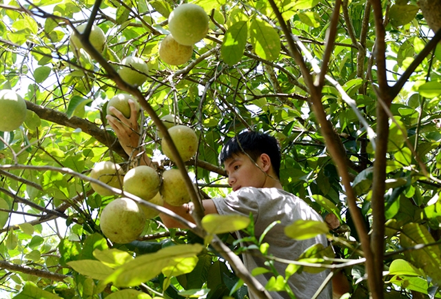 Quả thanh trà VietGAP có chất lượng cao, sức cạnh tranh mạnh (Ảnh TL)