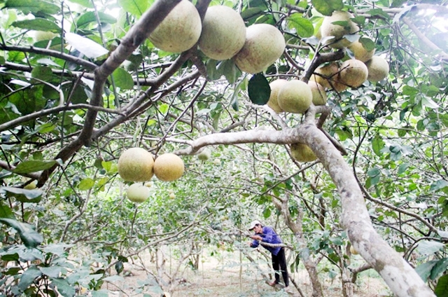 Thanh trà VietGAP đang cho hiệu quả cao (Ảnh TL)