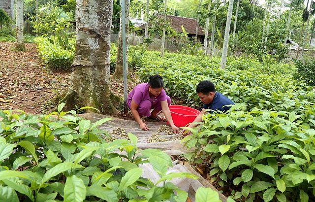 Việc thu hoạch kết hợp với phát triển cây giống giúp các thành viên chủ động trong sản xuất cây dổi theo hướng hàng hóa.