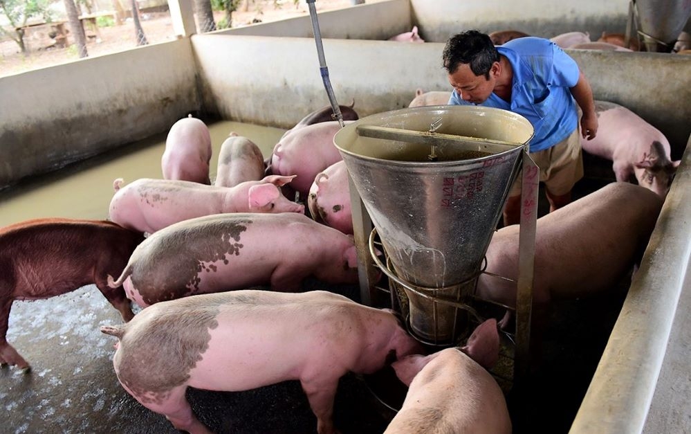 Giá lợn hơi liên tục tăng cao trong những ngày gần đây, với mức tăng mỗi ngày tới 3.000 đồng/kg (Ảnh: Int)