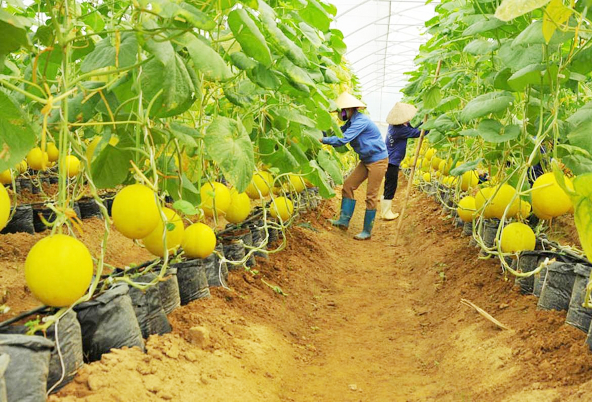 Huyện Thống Nhất đặt mục tiêu mở rộng thêm nhiều mô hình nông nghiệp theo chuỗi (Ảnh TL)