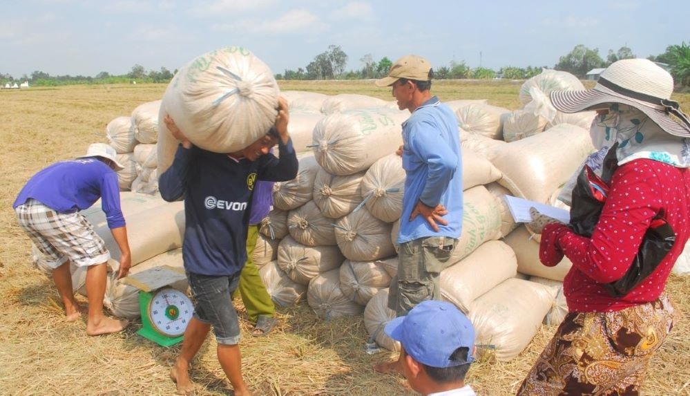 Nguồn cung lúa gạo đang ở mức thấp có thể giữ được giá bán trong nước và xuất khẩu ở mức cao (Ảnh: Int)