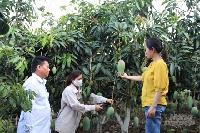 Phát triển trồng cây ăn quả theo hướng hàng hóa là điểm nổi bật trong nền kinh tế của Mường Bú.