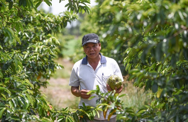 Mãng cầu xiêm giúp người dân nâng cao cuộc sống nhờ đầu tư sản xuất bài bản.