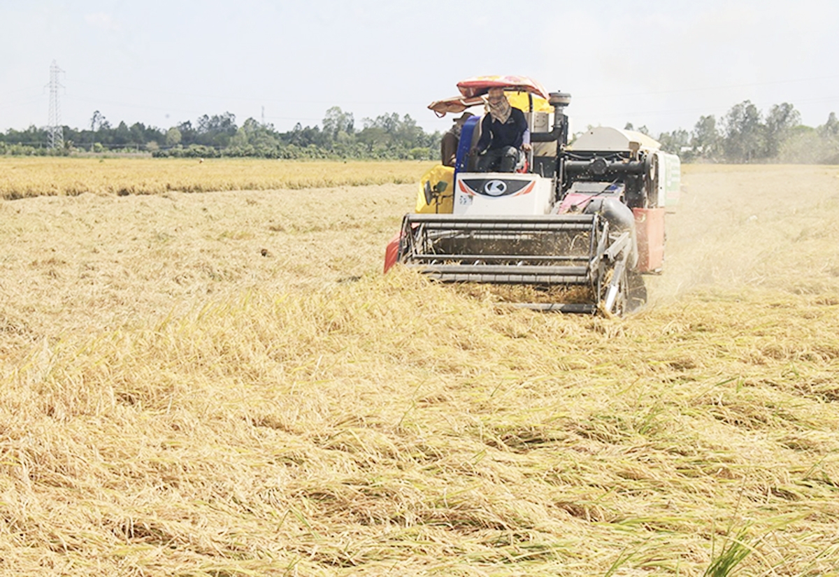 Xã đang tập trung nâng cao hiệu quả sản xuất nông nghiệp để nâng c ao chất lượng cuộc sống cho người dân (Ảnh TL)