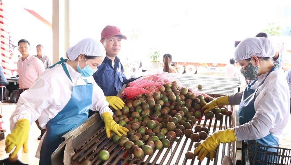 Dây chuyền sản xuất chanh leo tại CTCP Thực phẩm xuất khẩu Đồng Giao (Ảnh: Int)