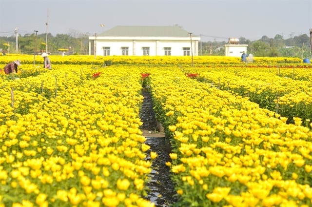 Gia Tân 3 nổi tiếng có cánh đồng hoa lớn nhất tỉnh Đồng Nai.