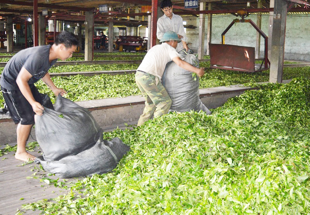 HTX Kiến Thuận đang liên kết với nhiều HTX, doanh nghiệp để bao tiêu sản phẩm cho thành viên (Ảnh TL)