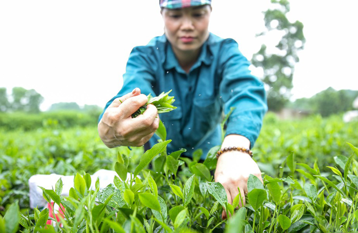 HTX đang sản xuất theo hướng hữu cơ, đảm bảo chất lượng chè xuất khẩu (Ảnh TL)
