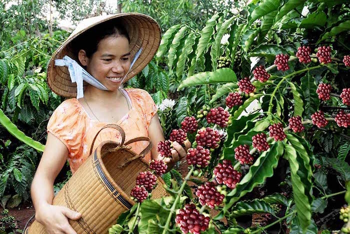 Giá cà phê lấy lại đà tăng.