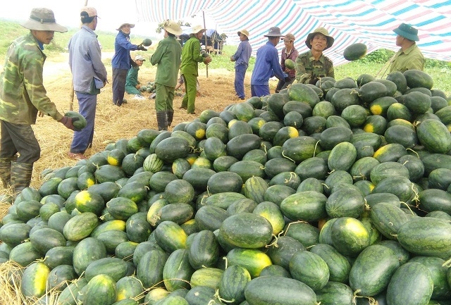 Các thành viên thu hoạch dưa hấu, sau đó được HTX hỗ trợ tiêu thụ.