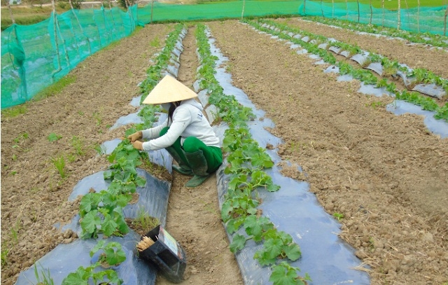 Một phần diện tích đất trồng lúa kém hiệu quả được người dân chuyển đổi sang trồng các loại cây rau màu để nâng cao giá trị kinh tế.