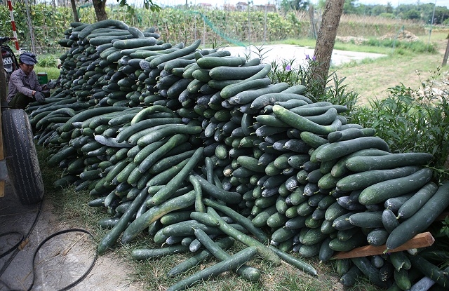 Bí xanh đang được HTX sản xuất tập trung và trở thành cây rau màu cho giá trị kinh tế cao.