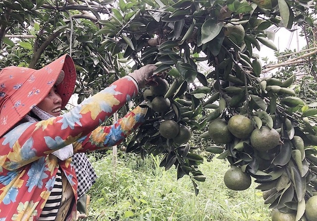 Trồng cây có múi giúp người dân xã Hiếu Liêm thu lợi nhuận tiền tỷ. (Ảnh: TL)