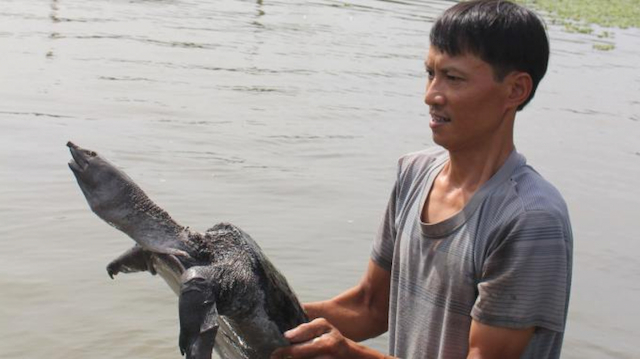 Người dân xã Tân Hòa làm giàu với nghề nuôi ba ba gai (Ảnh: TL)