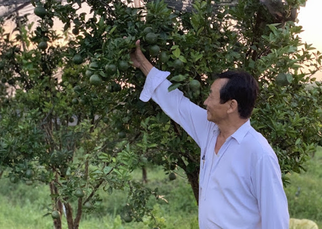 HTX Nhân Đức đã chuyển đổi hơn 50 ha cam sang trồng theo phương pháp hữu cơ. (Ảnh: TL)