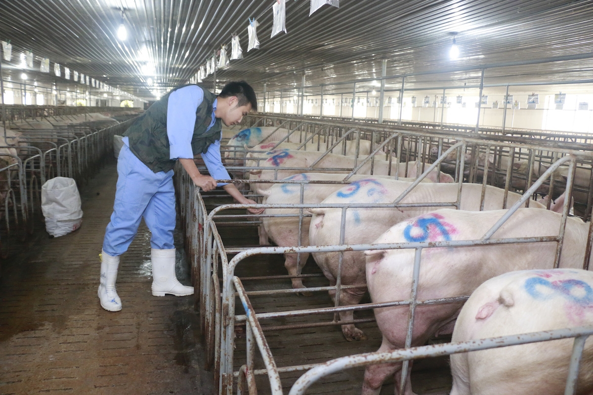 Giá lợn hơi tiếp tục tăng 1.000 - 2.000 đồng/kg.