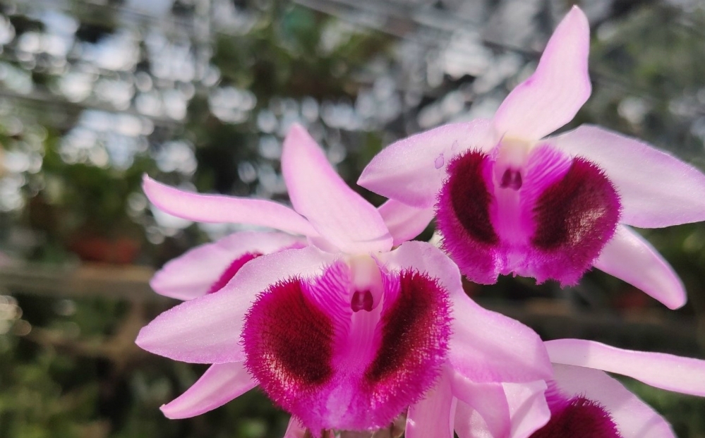 Ngọc viễn đông