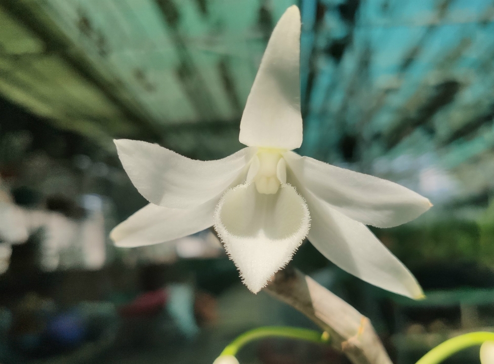 Trắng biên cương