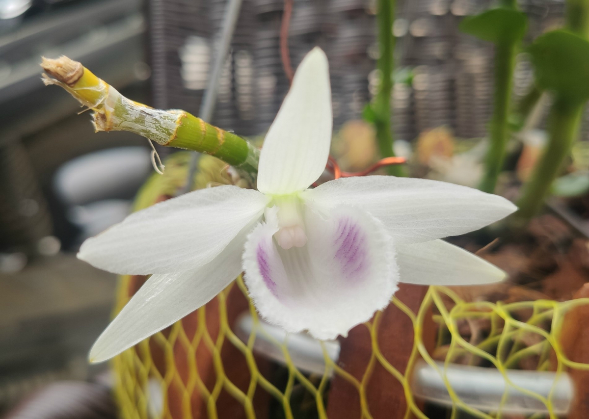 Người đẹp Cao Bằng