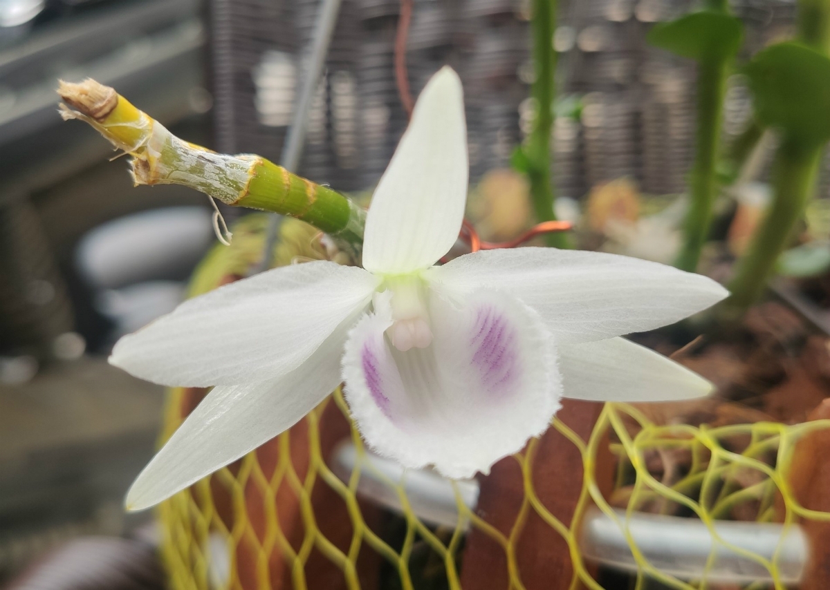 Người đẹp Cao Bằng