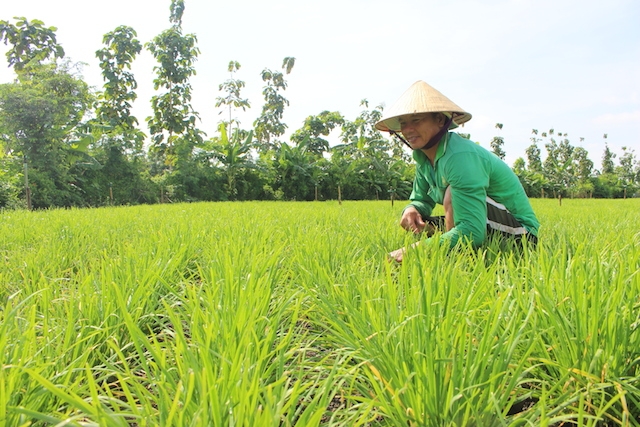 Cây hẹ mang lại giá trị kinh tế cho bà con xã Suối Nho từ nhiều năm nay (ảnh:TL)