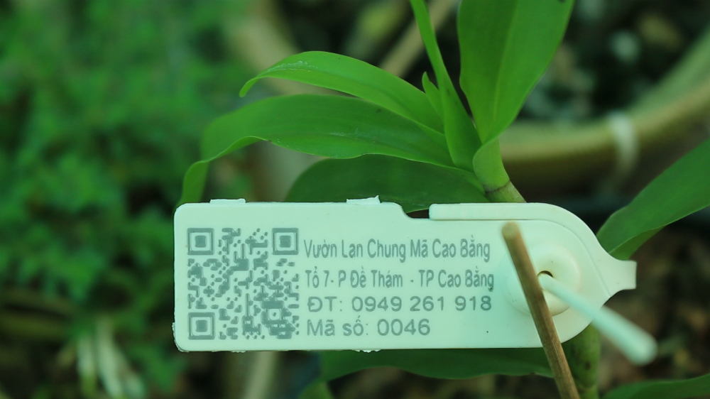 HTX gắn tem truy xuất để theo dõi cây và đề phòng đánh tráo.