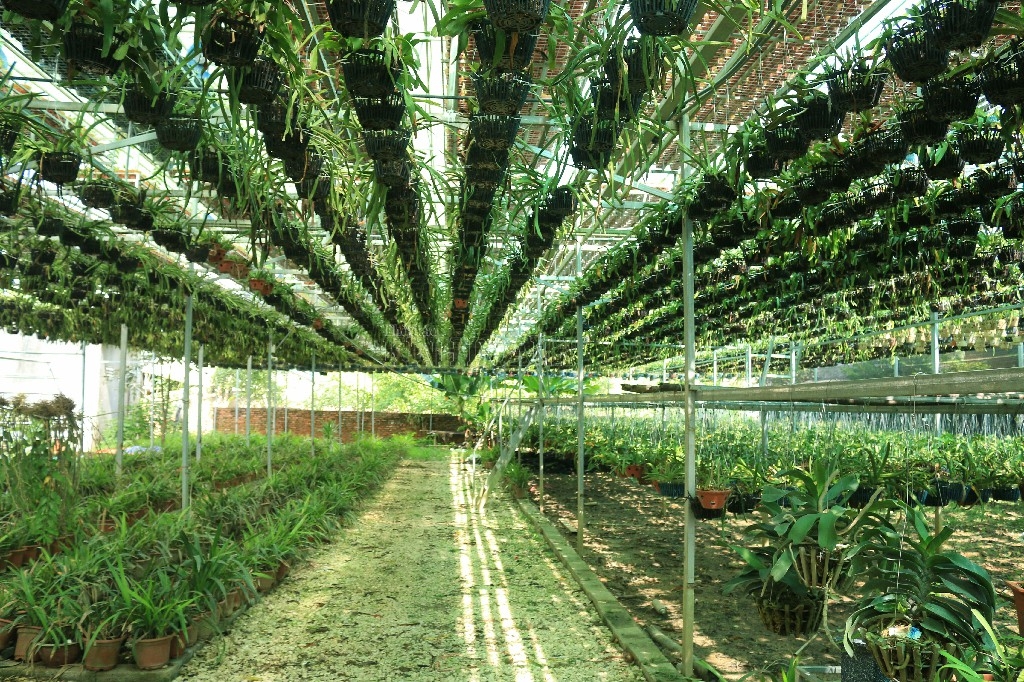Vườn lan 2 tầng, rộng 1000m2 chứa khoảng 350.000 giò lan.