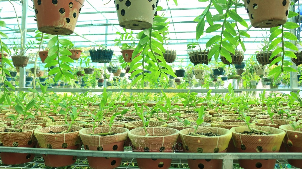 Mỗi chậu lan đại trà có giá 60.000 - 120.000 đồng/chậu