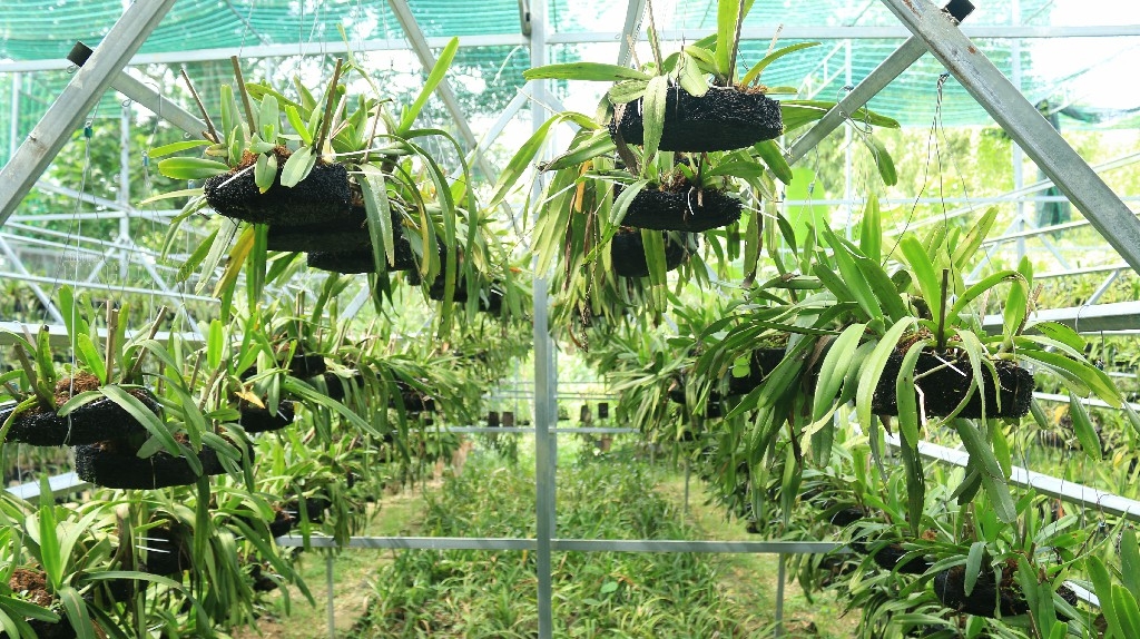 HTX trồng 2 loại lan thương mại chính: phi điệp và giáng hương