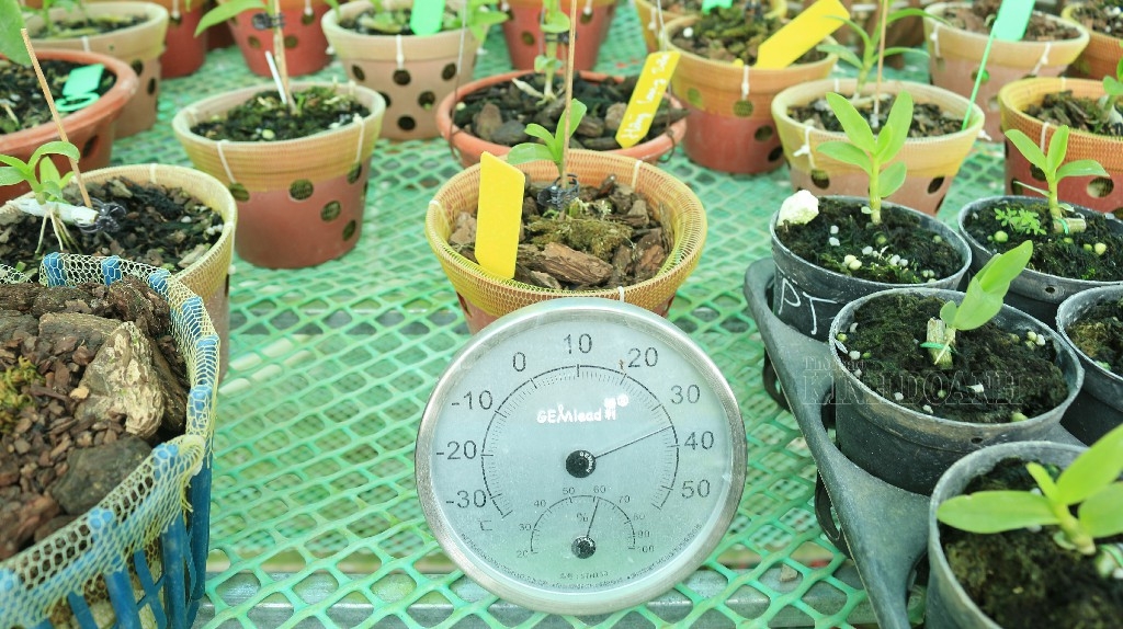 Nhiệt độ lý tưởng cho lan phát triển từ 25 - 35 độ C.