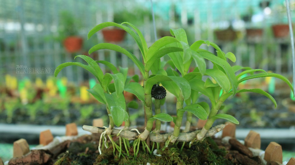 Lan đột biến có giá trị vài chục triệu đến vài trăm triệu/cm giống.