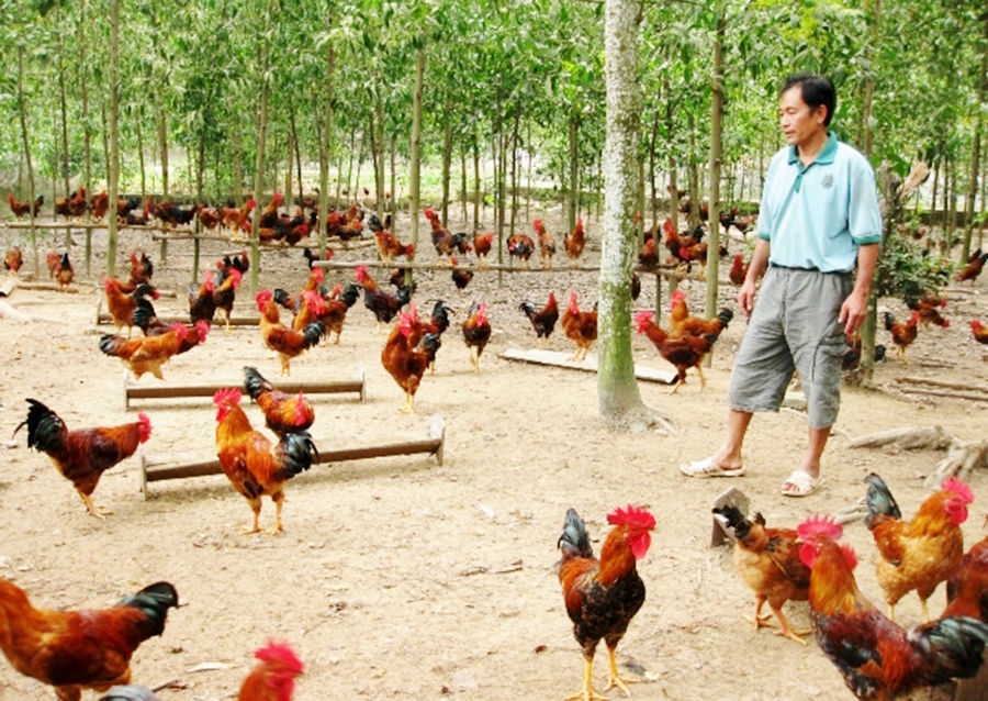 Gà đồi là một trong những sản phẩm thế mạnh của huyện Phú Bình.