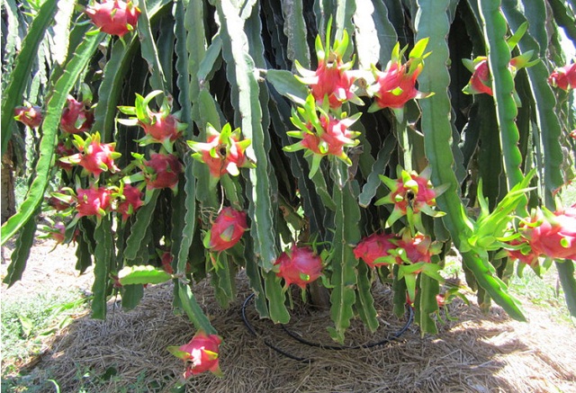 Hệ thống tưới nhỏ giọt được đưa vào tận gốc cây để cung cấp lượng nước phù hợp.