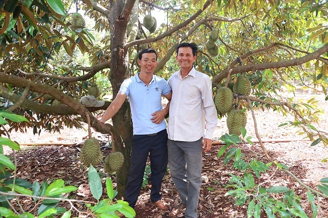 Thành viên HTX Đại Ngàn phấn khởi khi sầu riêng được công nhận OCOP 3 sao cấp tỉnh.