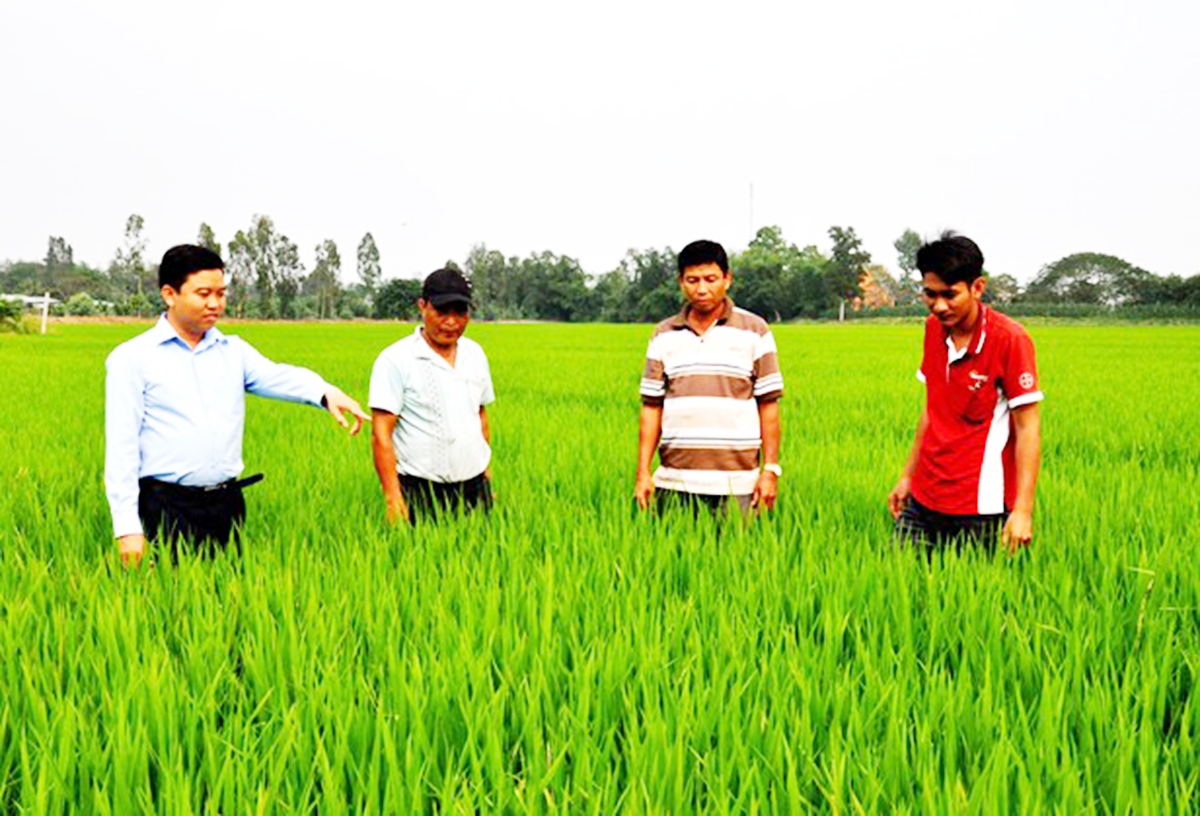 Cờ Đỏ chú trọng phát triển nông nghiệp trong xây dựng nông thôn mới (Ảnh: TL)