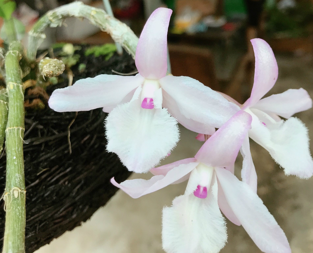 Giò lan đột biến Ngọc đăng tâm được HTX bán với giá 2,6 tỷ đồng.